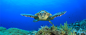 生物基礎・生物